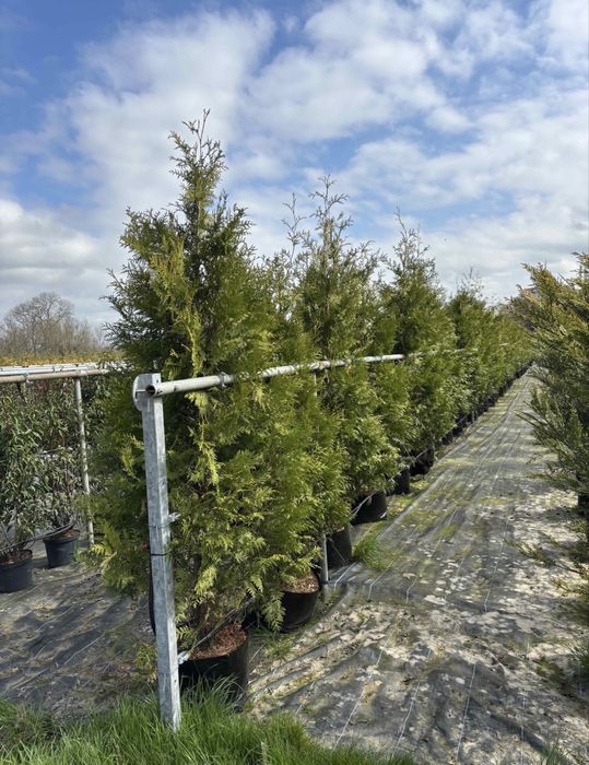 Туя Брабант и Лейланди в саксия 200+см Здрави, гъсти растения ТОП ЦЕНА