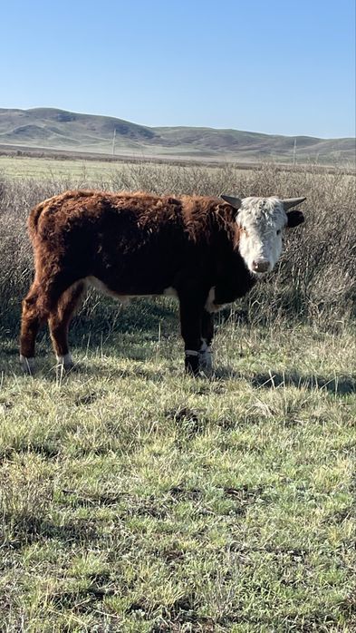 Еркек бұқалар сатылады