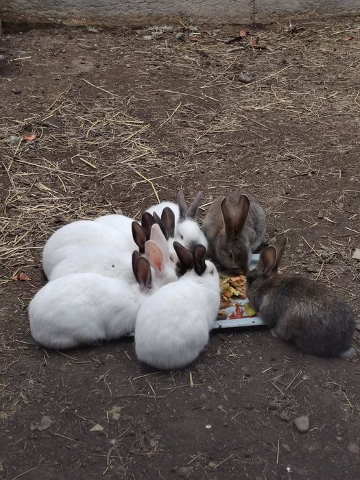 Quyonlar 8 ta 120.000