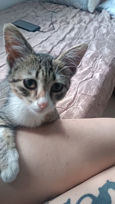 Търсят дом.Сладки и добри котета