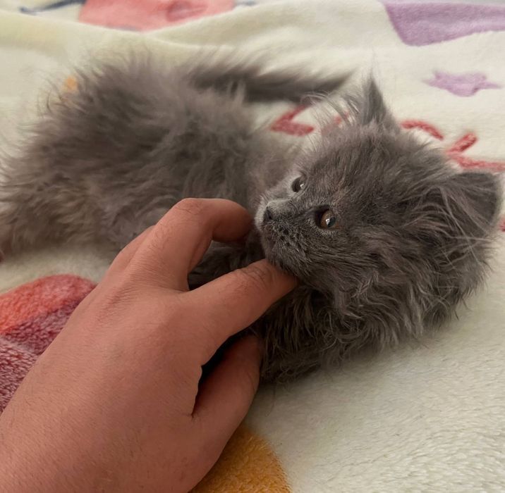 Juda aqilli sevimli va chiroyli ikki oylik