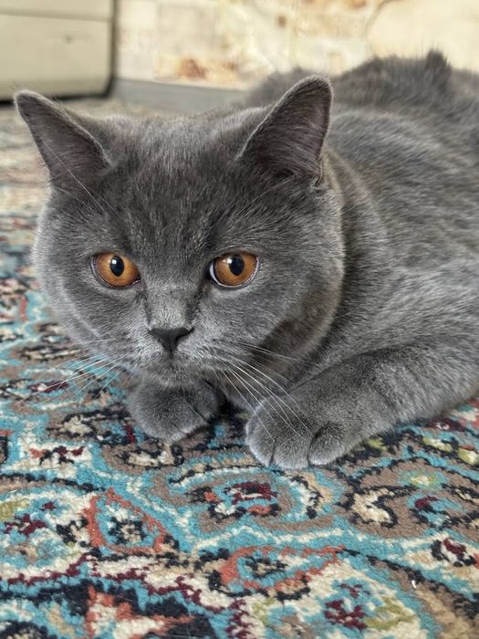 Skotish strayt mushigi