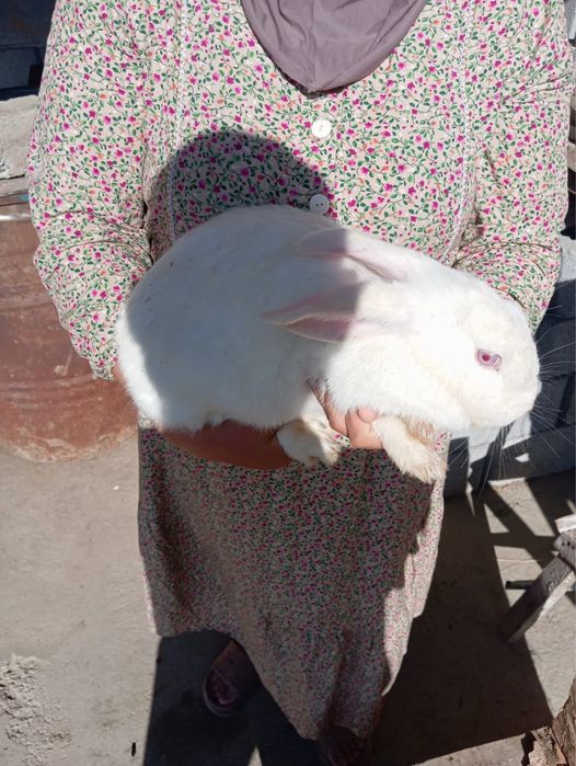 Қояндар сатылады