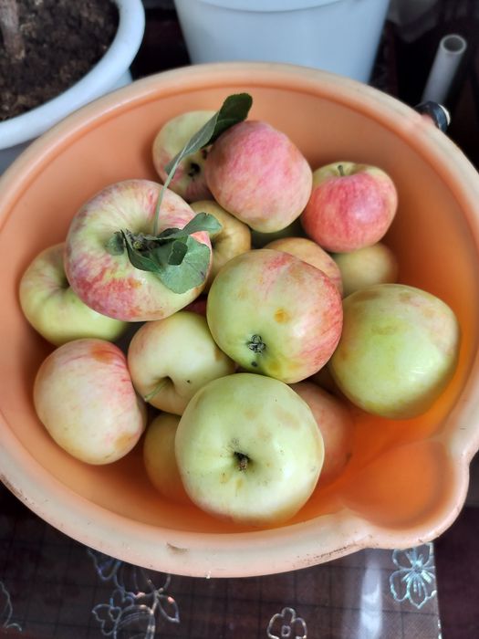 Дача  Сортировка