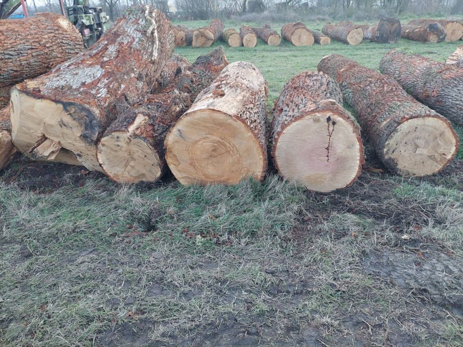 Vand bustean de Stejar