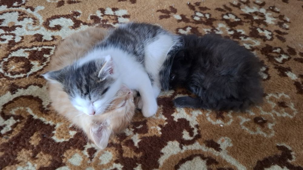 Отдам котят в хорошие руки