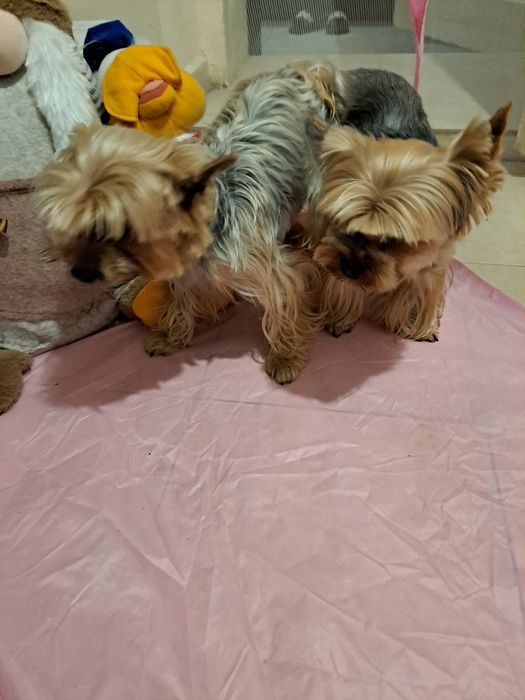 Йоркширски териер