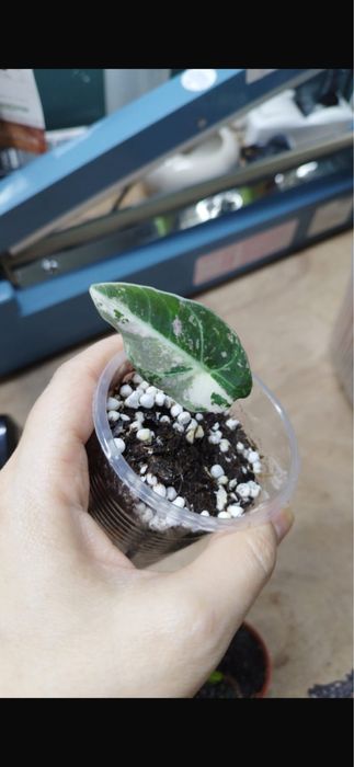 Алоказия Блэк вельвет пинк