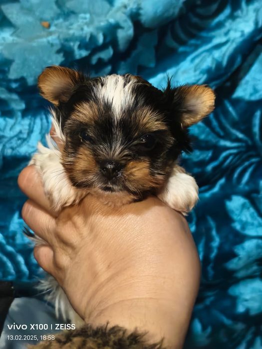 Очаровательные щенки бивера.