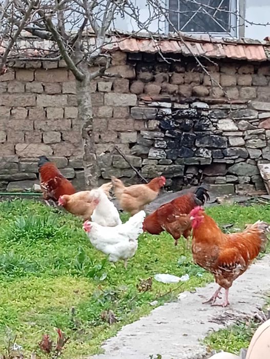 Излишни петли ..