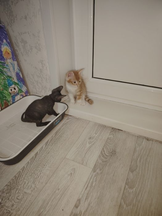 Подам сфинксов. 2 мальчика 2 девочки.