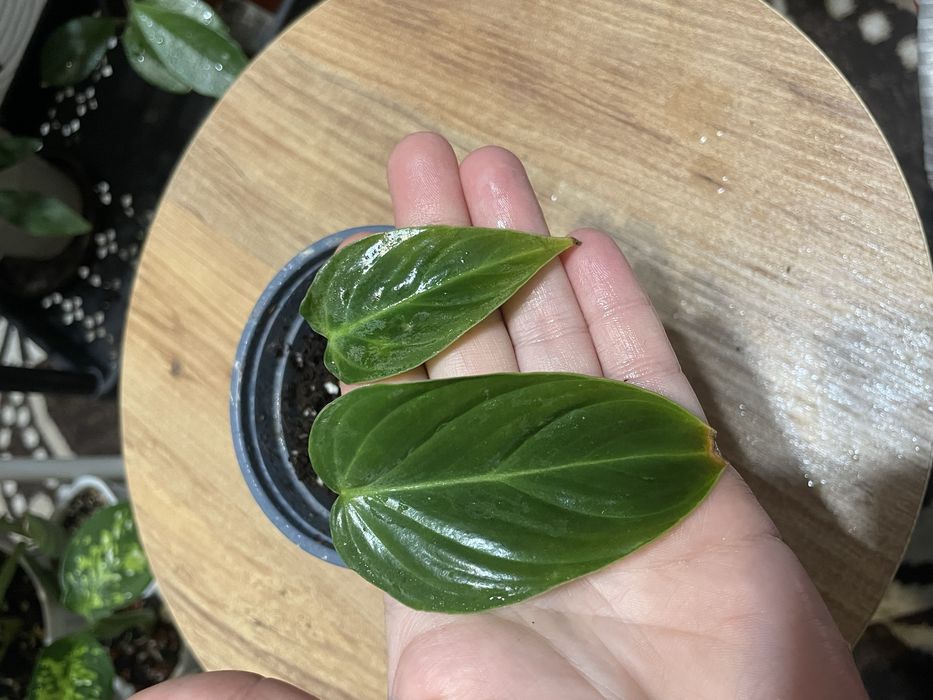 Антуриумы разных видов