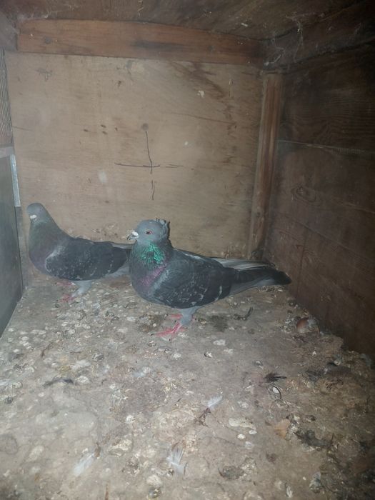 Иранцы пакистанцы бакинцы