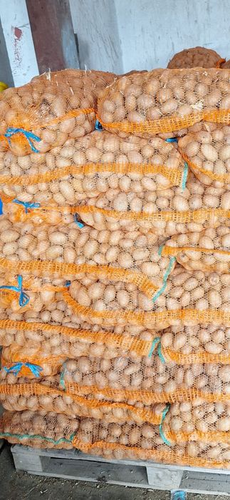 Cartofi de samanta de Covasna