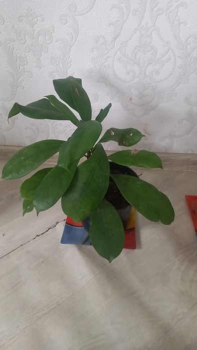 Комнатние растения