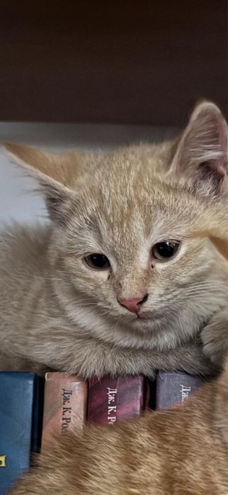 Отдам котенка в добрые руки (кошка)