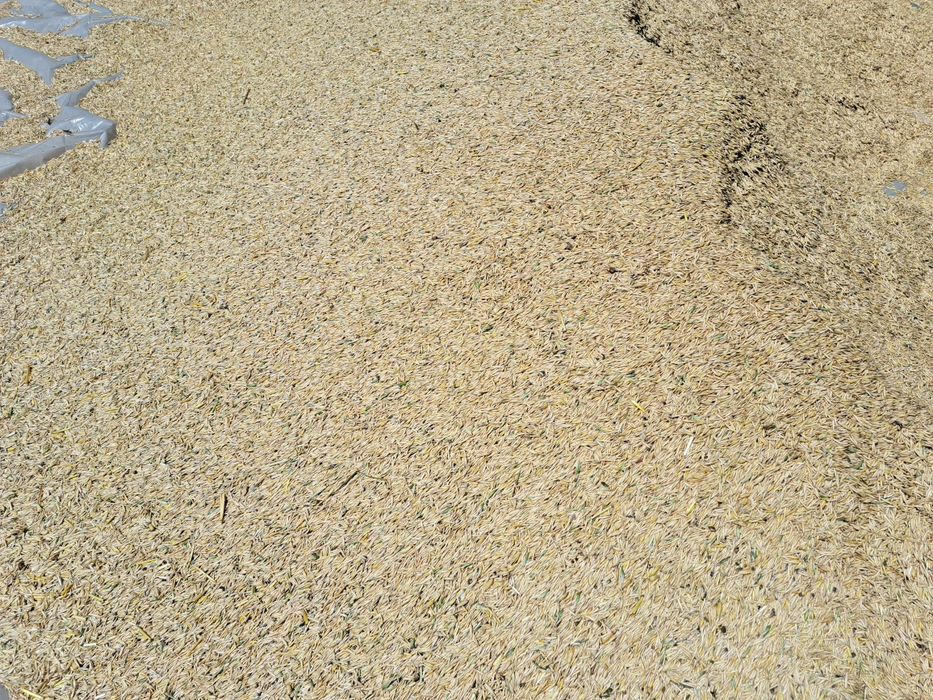 Ovaz de vanzare 2025