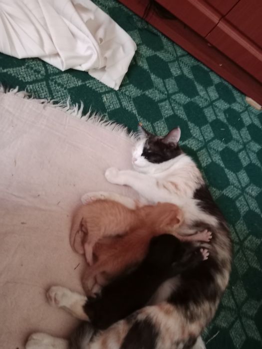 Hadiyaga bermohchiman