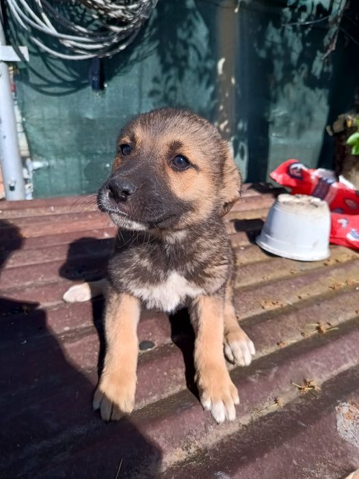 Donatie spre adopție căței