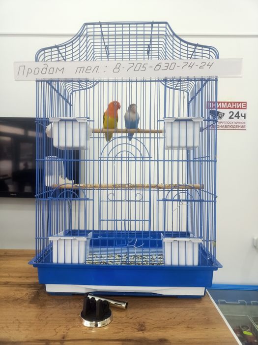 Папугай 2 штук!!