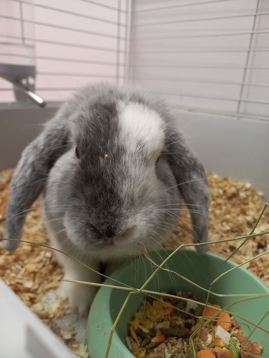 Продавам заек с клетка и всичко необходимо към нея