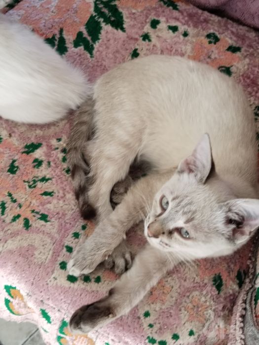 Продается котик!