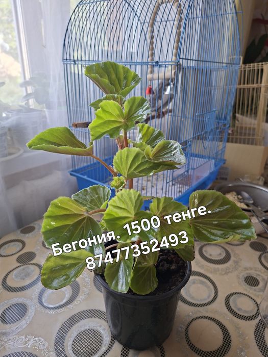 Продам   Бегонию
