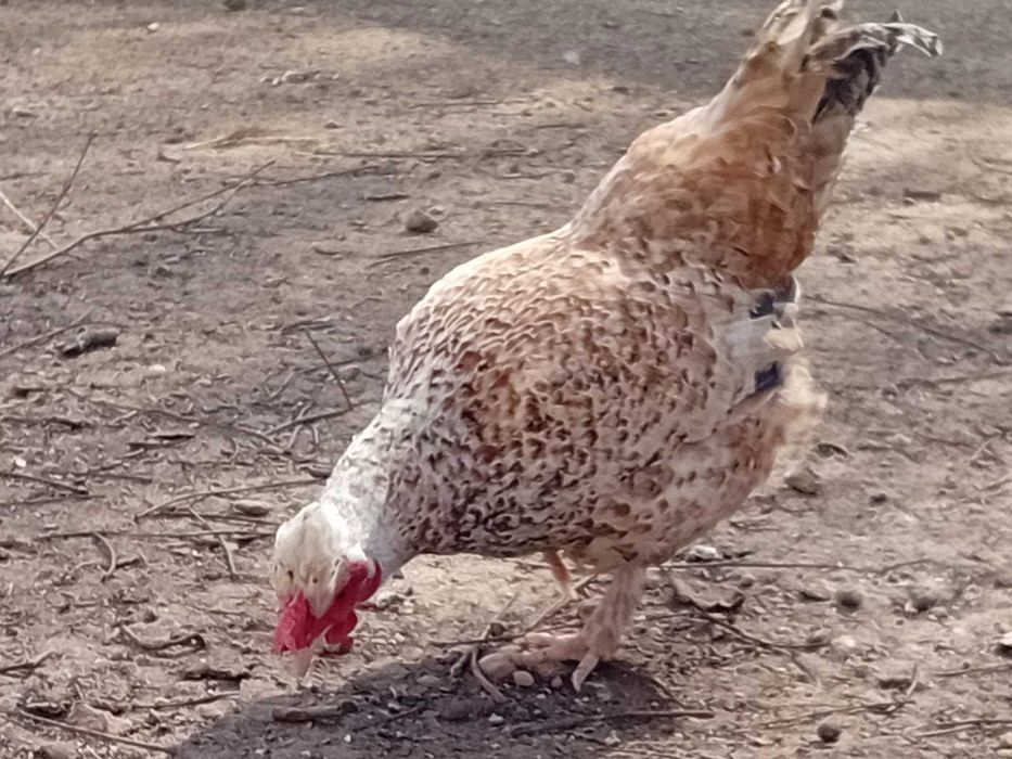 Vând cocoși și găinușe pitice