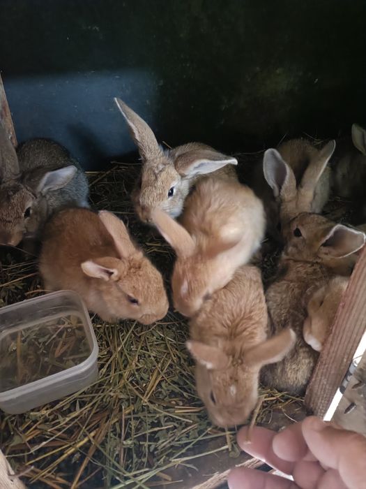 Quyon bolalari sotiladi