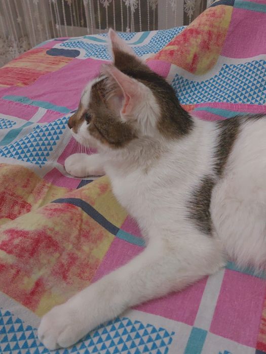 Отдам котенка в дорогие руки