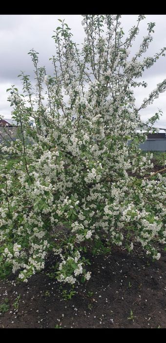 продам дом с.Байтерек