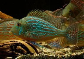 Геофагус свени парано