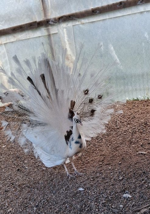 Mascul Paun Silver Dark -Ochi Alb