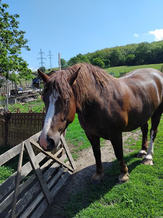 Mânză de vânzare , mânza este de patru ani, sănătoasă bine întreținută