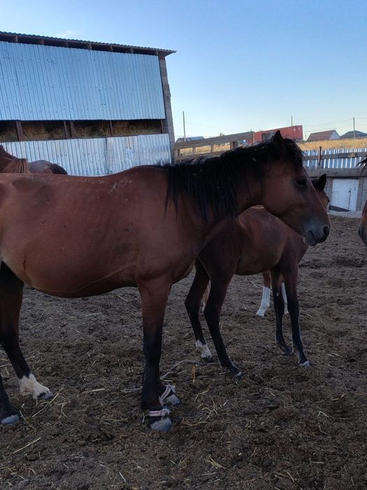 Бие,Айгыр Конь, Кобыла