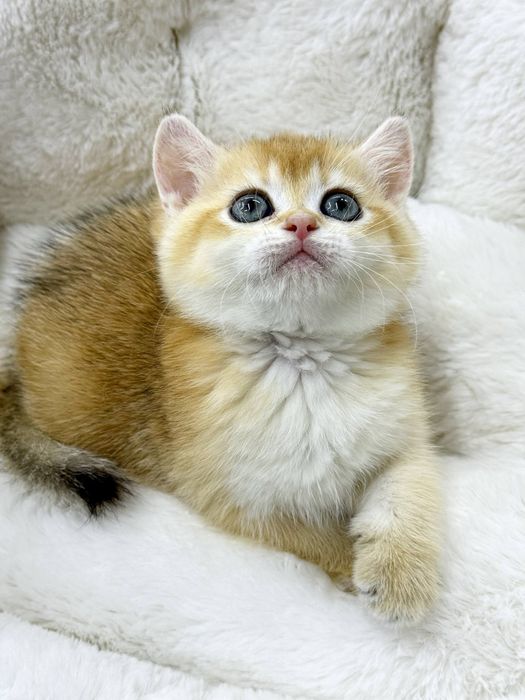 Британская золотая шиншилла