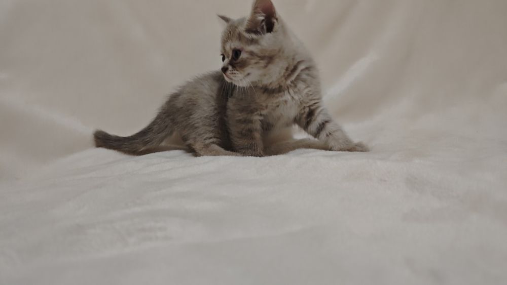 Продаются шотландских котята