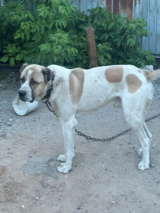 Продам сабаку тобет