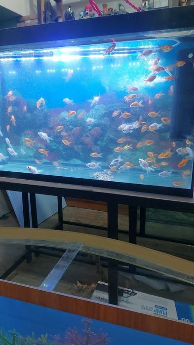 Аквариум разные вида