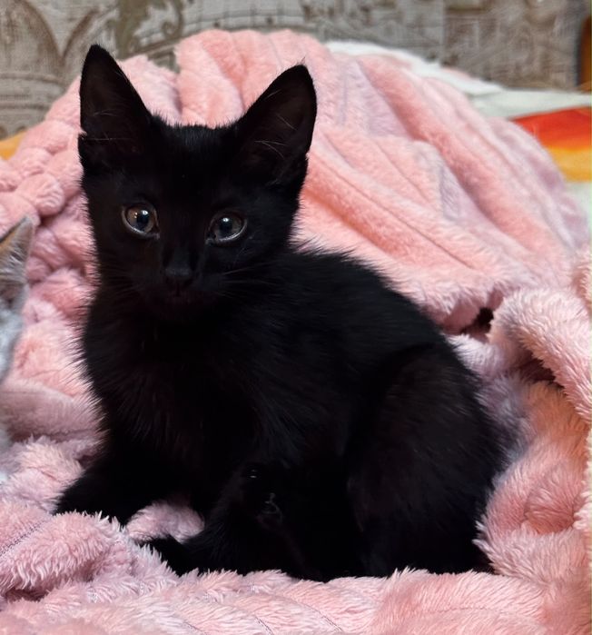 отдам милых котят