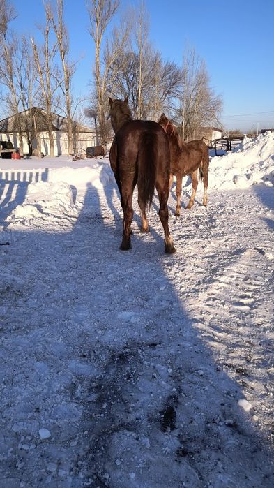 Айғыр сатылады 5жасар