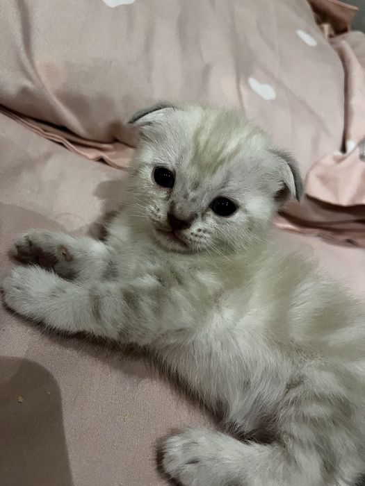 вислоухие котята от правильной вязки