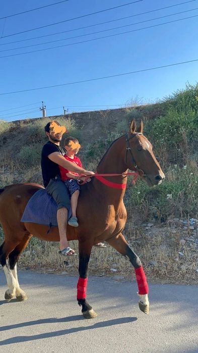 Жеребец чистокровный алхатекинец