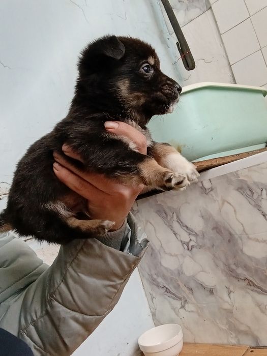 Отдам в добрые руки