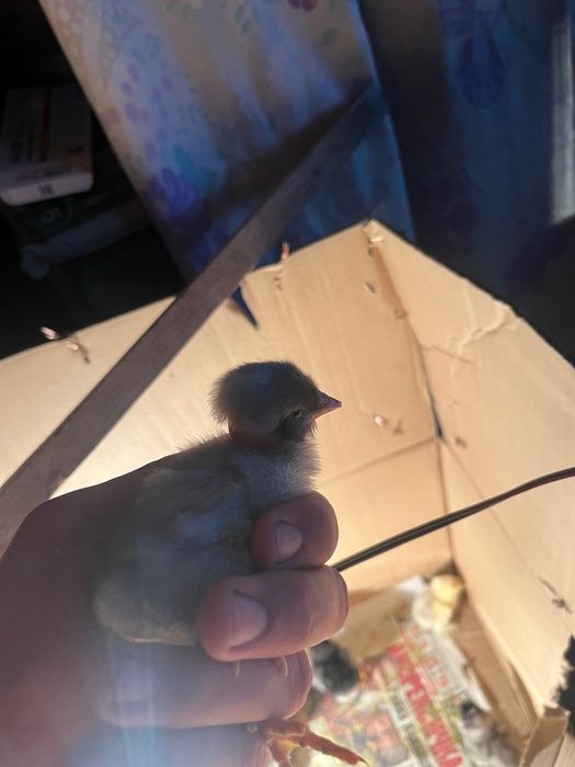 Продавам малки селски пиленца