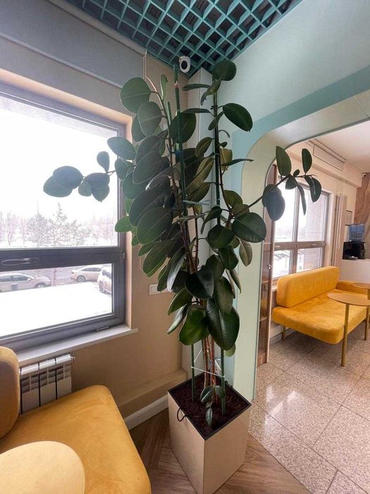 Продам 2 Фикуса большие