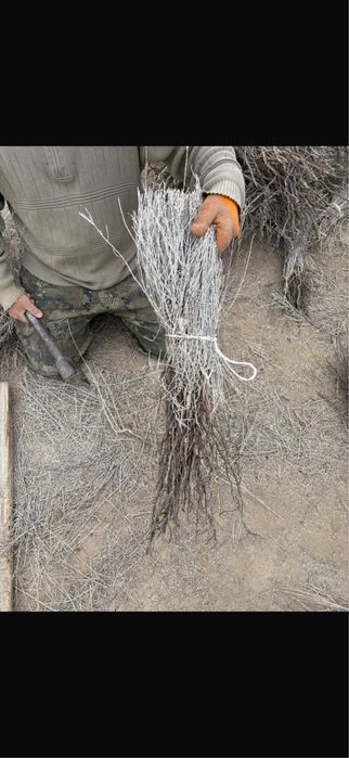 Саксаул сексеул кошети бар