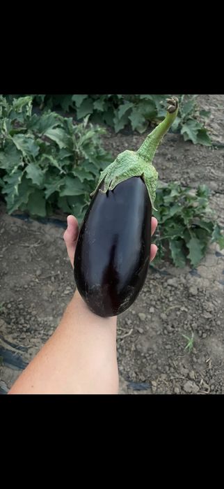 Vinete de vanzare