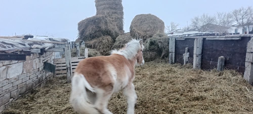 Жеребчик, жабагы 9 месяцев