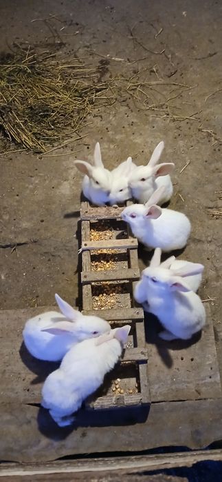 Iepurasi rasa hycole